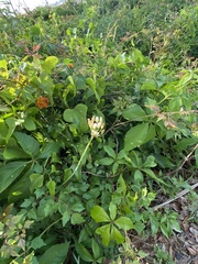 Allium