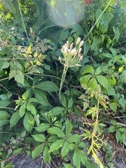 Allium