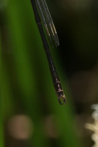 Northern Spreadwing