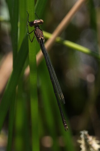Northern Spreadwing