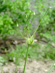 Allium canadense