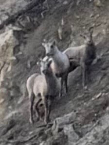 Bighorn Sheep