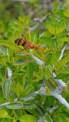 Compsocryptus texensis