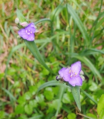 Tradescantia bracteata