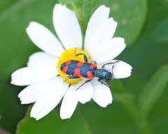 Trichodes punctatus