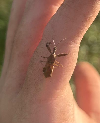 Spiny Assassin Bug