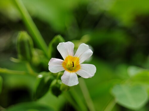 Oxalis barrelieri