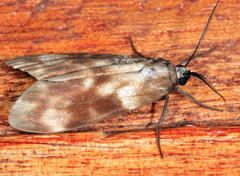 Eucereon coeruleocaput