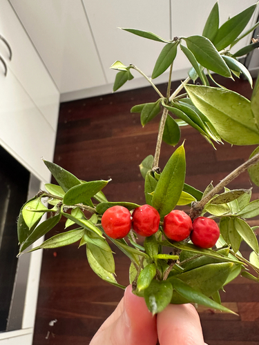 Chain Fruit