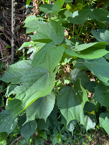 Heliocarpus americanus observed 2026-06-12