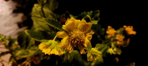 Hierba de la bruja