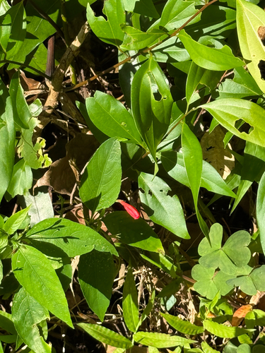 Ruellia brevifolia observed 2026-06-12
