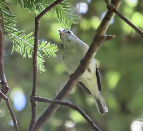 Warbling Vireo