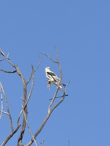 White-tailed Kite