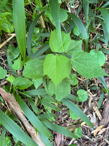 Heliocarpus americanus observed 2026-06-12