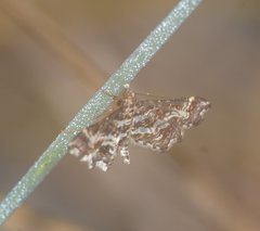 Diasemiopsis leodocusalis