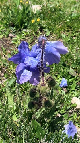 Meconopsis racemosa