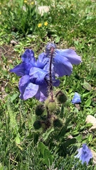 Meconopsis racemosa