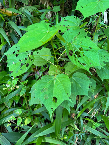 Heliocarpus americanus observed 2026-06-12