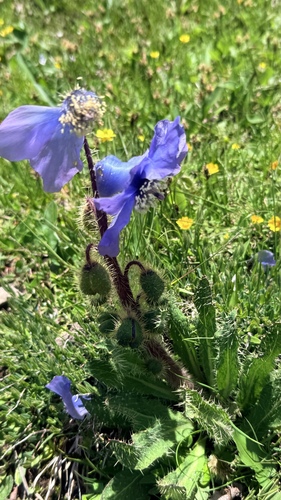 Meconopsis racemosa, photograph 2