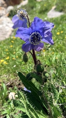 Meconopsis racemosa, photograph (c) Vladislav Isaev, some rights reserved (CC BY)