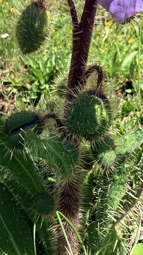 Meconopsis racemosa, photograph 4