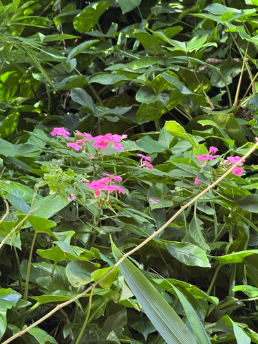 Impatiens walleriana observed 2026-06-12