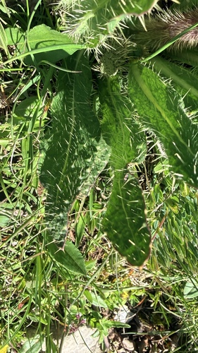 Meconopsis racemosa, photograph 5