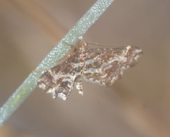Diasemiopsis leodocusalis