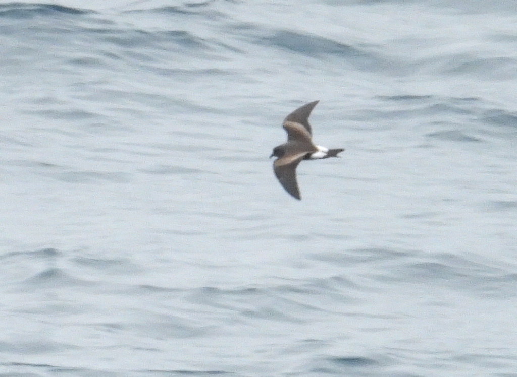 Leach's Storm Petrel