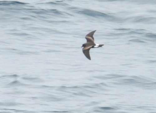 Leach's Storm Petrel