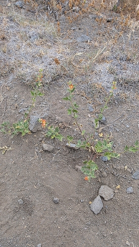 Fendler's Globemallow