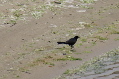 Great-tailed Grackle