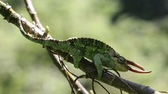 Wemer's Chameleon photo 3