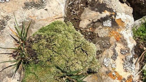 Silvery Bryum