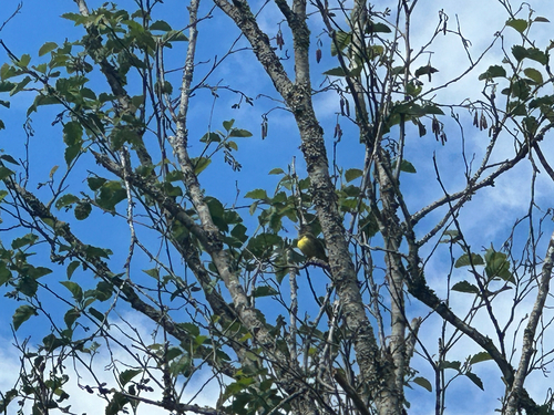 MacGillivray's Warbler