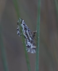 Diasemiopsis leodocusalis