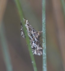 Diasemiopsis leodocusalis