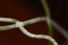 Cynanchum implicatum