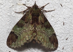 Pachyplastis apicalis