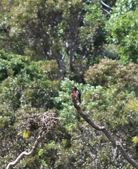 Melanerpes portoricensis