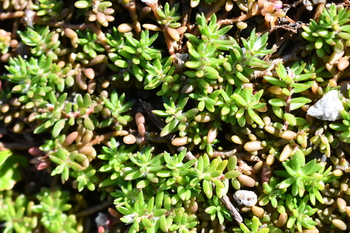 Portulaca pilosa