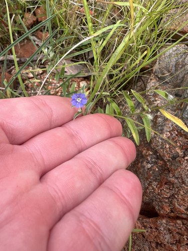 tropical speedwell