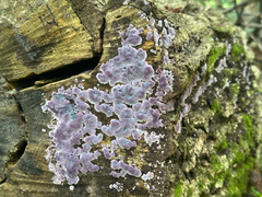 Punctularia atropurpurascens