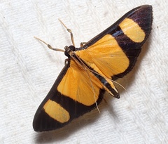 Phostria delilalis