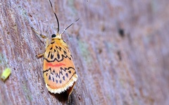 Barsinella mirabilis