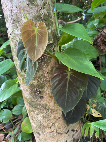 Philodendron hederaceum observed 2026-06-12