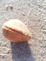 Laevicardium crassum