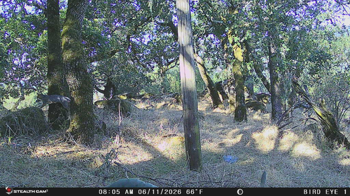 Gray Fox