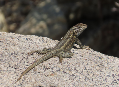 iNaturalist observation photo of Common Sagebrush Lizard
